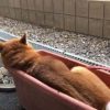 魔獣とらじろー