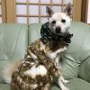 しば