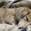 まけ犬
