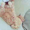 きゃっと