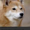 ゴンザレス柴太