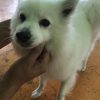はく