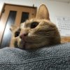 イシク