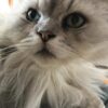 倉敷モーター