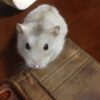 とんとんぼ